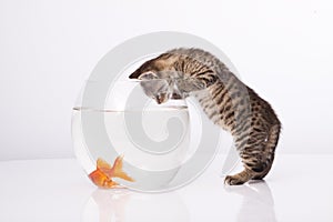 Home cat and a gold fish