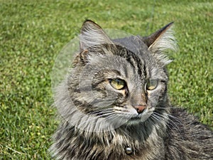 Home cat in the grass