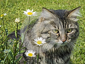 Home cat in the grass