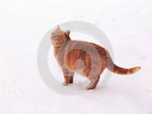 Home cat in the snow