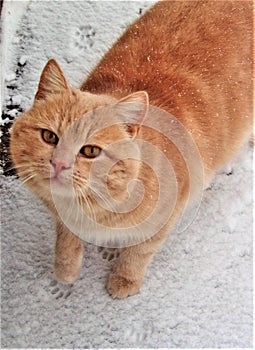 Home cat in the snow