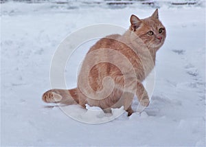 Home cat in the snow