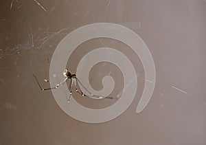 Home, cellar spider or daddy longlegs and thin cobweb photo