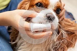 Home cleaning of teeth Cute dog Cavalier King Charles Spaniel. Taking care of animal. Close-up photo