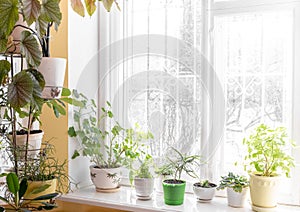 Home cozy interior with different green potted house plants near window and on windowsill in sunny winter day.