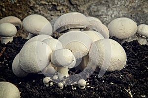 Home cultivation of button mushrooms