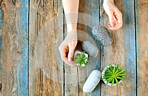 Home decor background, copy space. Designer hands on a wooden rustic table with green home plants.