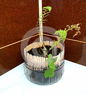 Home decor with fern