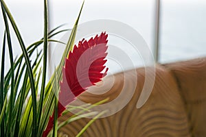 Home decor with red leaf and grass in planter