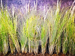 Home decoration concept. Vetiver grass was planted to decorate t