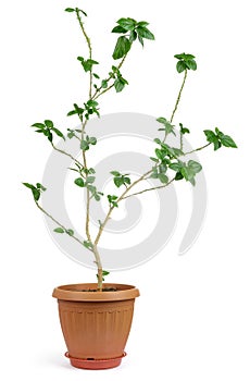 Home decorative plant in pot