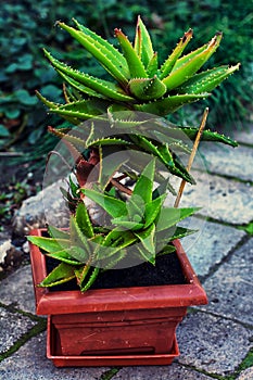 Home decorative potted plant