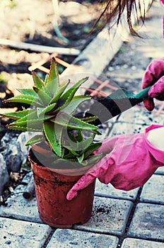 Home decorative potted plant