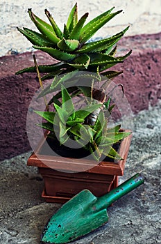 Home decorative potted plant