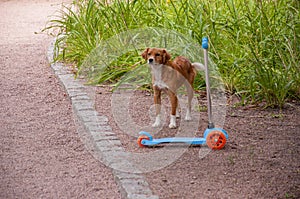 Home dog and kick scooter on the yard. Four-footed friend. Loyalty. Brown