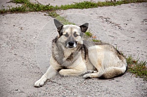 Home dog on the yard. Four-footed friend. Loyalty. Dark and light brown