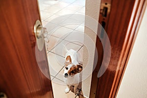 Home door entrance with cute jack russell dog inside. Pets at home, welcome