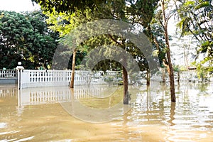 Home flooding. Water over yard and tree.