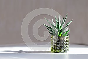 Home flower cactus in pot with dark shadows from sunlight from window. Evergreen succulent Haworthia