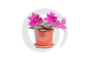 Home flower in a pot young blooming pink violet on a white background, isolate