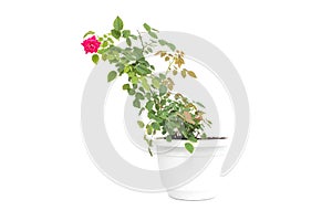 Home flower in a pot young blooming red rose with green petals on a white background, isolate