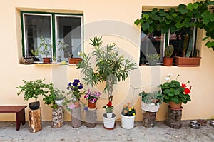 Home flower pots decoration