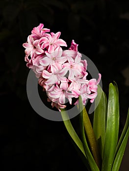 Home flower series, pink hyacinth