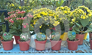 Home flower and tree pots decoration