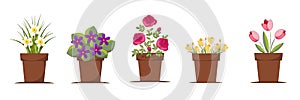 Set of different species of garden flowers in flowerpots isolated on white background.