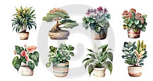 Home flowers in pots: dracaena, bonsai, begonia, anthurium, tradescantia, spathiphyllum