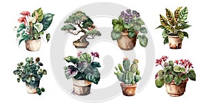 Home flowers in pots: spathiphyllum, bonsai, violet, arrowroot, begonia, tradescantia, cactus