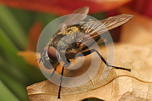 Home fly on the plant close-up.