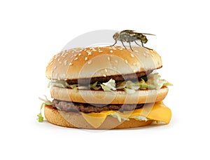 Home fly sitting on appetizing hamburger