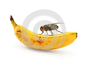 Home fly sitting on banana