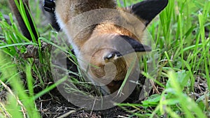 Home Fox on a leash