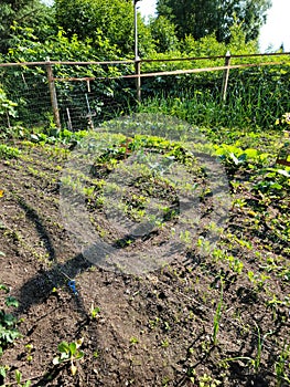 Home garden in alaska