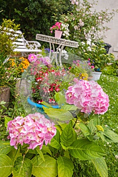 Home garden in blossom