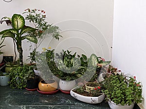 Home garden with Boaty bulky Pots