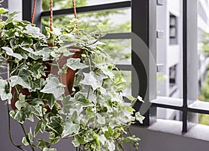 Home and garden concept of english ivy plant in pot