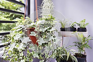 Home and garden concept of english ivy plant in pot