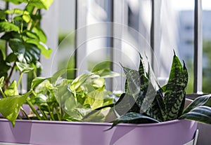 Home and garden concept of Golden pothos and Snake plant