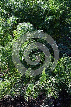 Cultivation of carrot