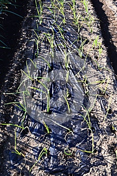 Cultivation of onion