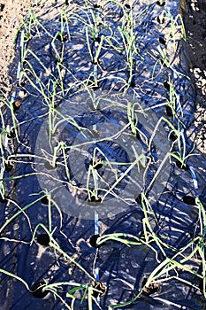 Cultivation of onion