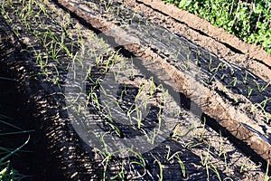 Cultivation of onion