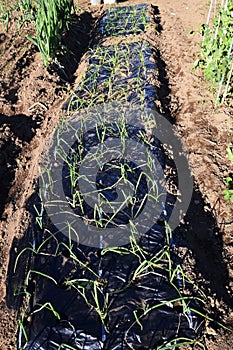 Cultivation of onion