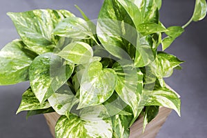 Home and garden decoration of golden pothos photo