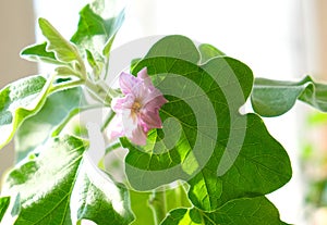 Home garden, eggplant bloom, growing eggplant in flower pot, vegetable garden on windowsill. urban gardening concept