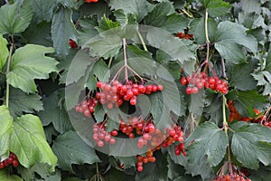 Viburnum, a genus of woody flowering plants Adoxaceae photo