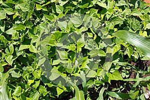 Home garden with green vegetables